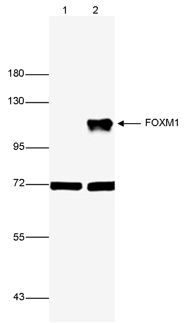 FOXM1 Antibody validated in Western Blot